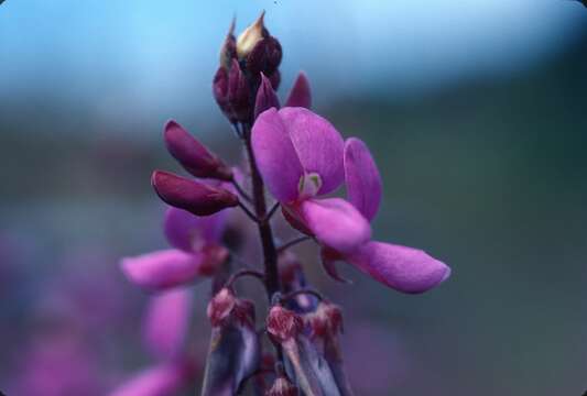 Desmodium intortum (Mill.) Urb. resmi