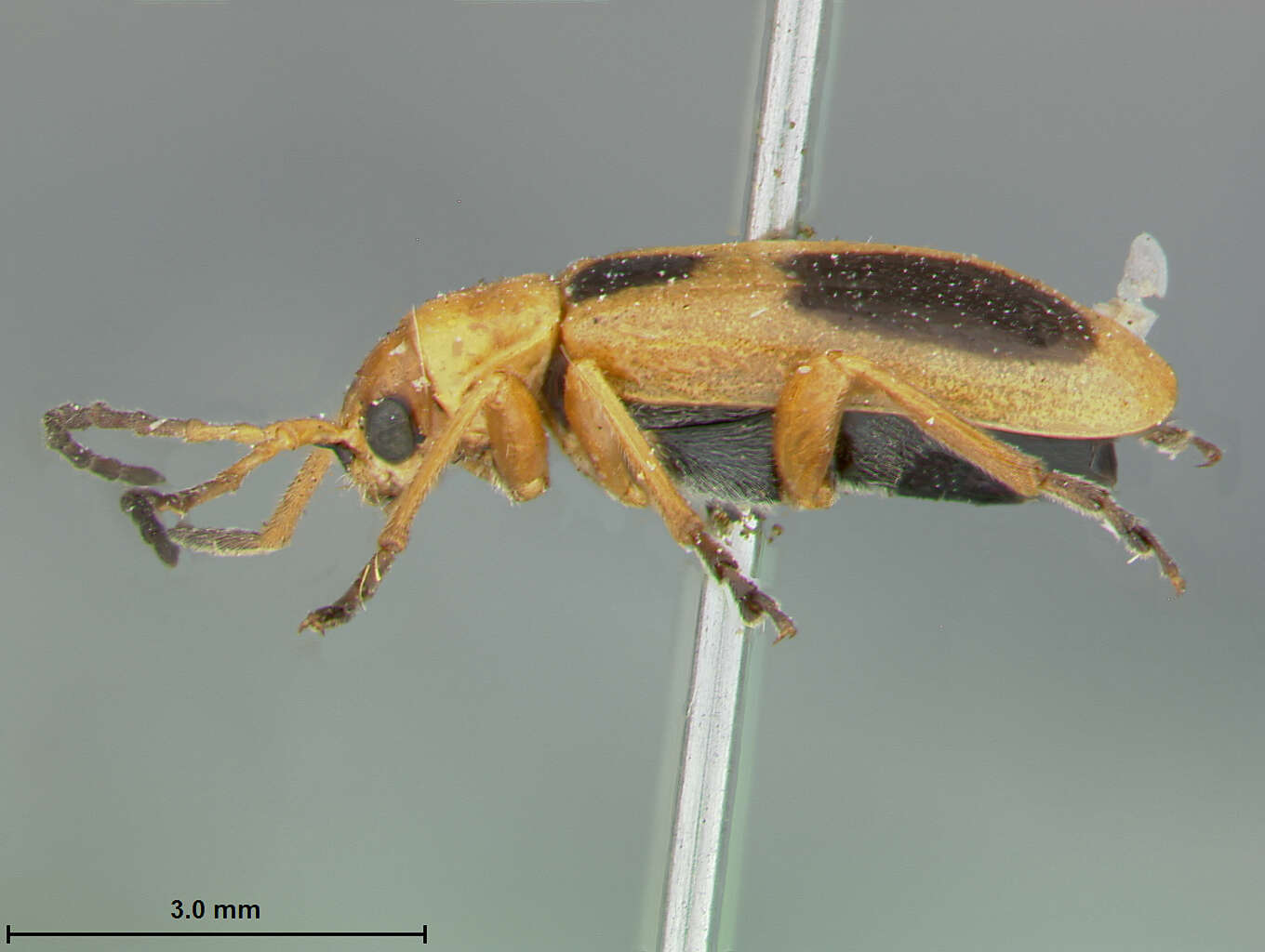 Image of Phyllobrotica nigritarsi Linell 1898