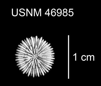 Image of Deltocyathus moseleyi Cairns 1979