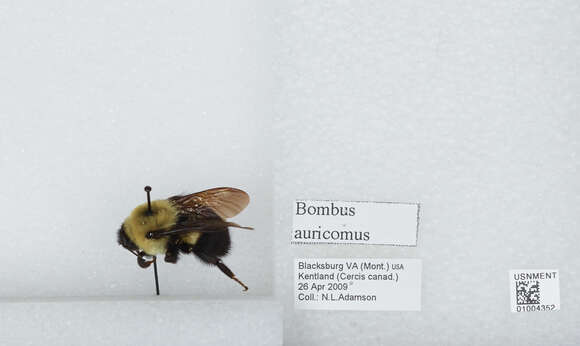 Bombus auricomus (Robertson 1903) resmi