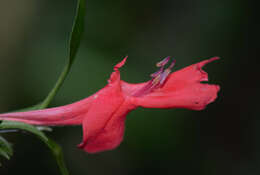 Imagem de Ruellia affinis (Schrad.) Lindau