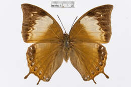 Image of Charaxes antonius Semper 1878