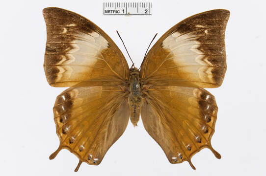 Charaxes antonius Semper 1878的圖片