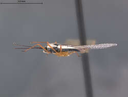 Image of Leptodictya (Hanuala) colombiana Drake 1928