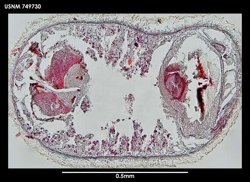 Image of Lituiherpia spermathecata Salvini-Plawen 1978