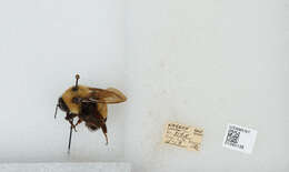 Слика од Bombus affinis Cresson 1864