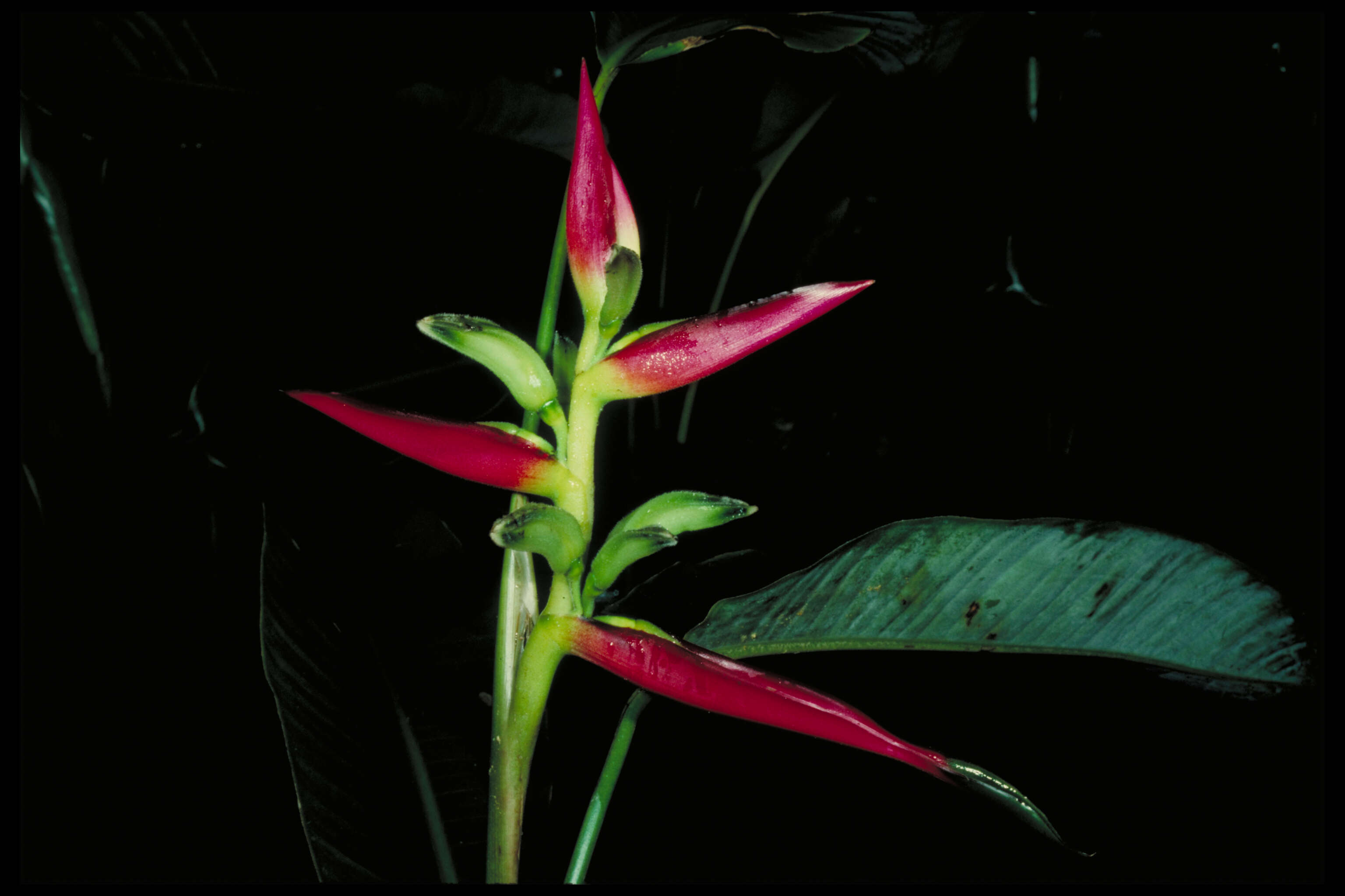 Image of Heliconia lasiorachis L. Andersson