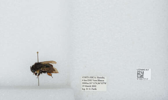 Image of Bombus ephippiatus Say 1837