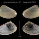 Image of <i>Donax dorotheae</i> Morrison