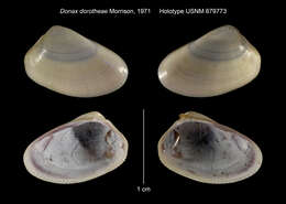 Image of <i>Donax dorotheae</i> Morrison