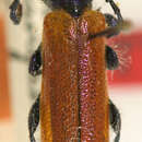 Image of Hexarrhopala rufipennis Aurivillius 1916