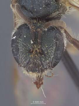 Image of Halictus