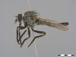 صورة Machimus occidentalis (Hine 1909)