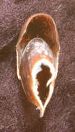 Image of Atlantic bird squid