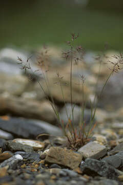 Image de Poa glauca subsp. glauca