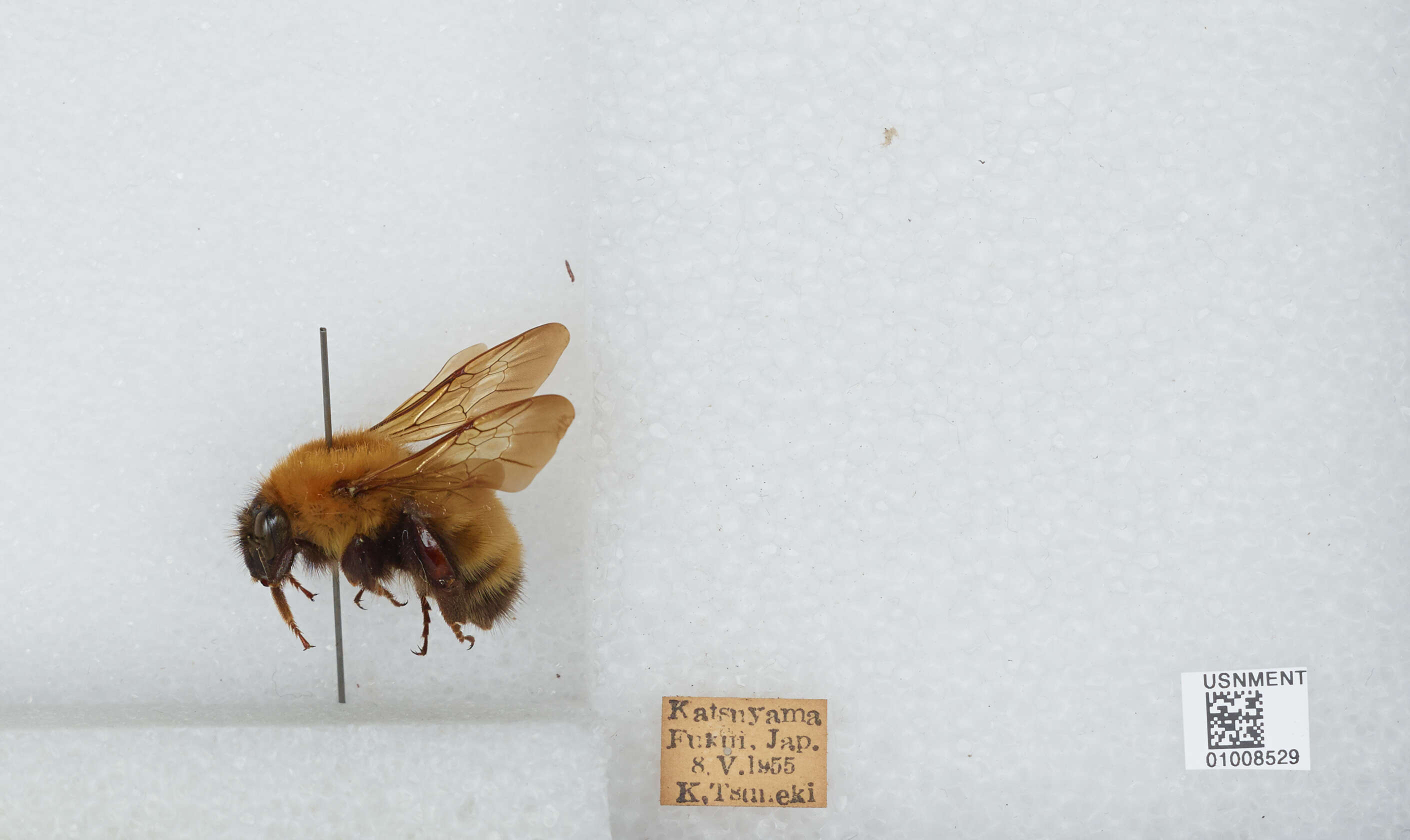 Imagem de Bombus diversus Smith 1869