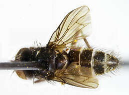 Image of Limnophora instans Huckett