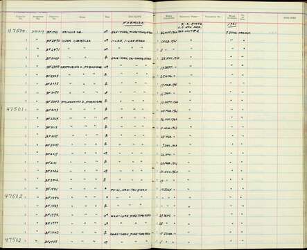 صورة Pycnonotus sinensis formosae Hartert 1910