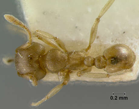 Image of Rhoptromyrmex opacus var. esta