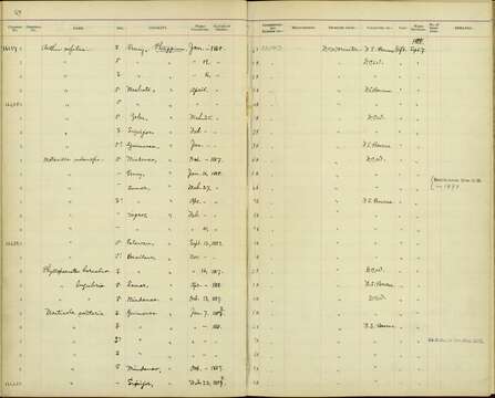 صورة Phylloscopus olivaceus (Moseley 1891)