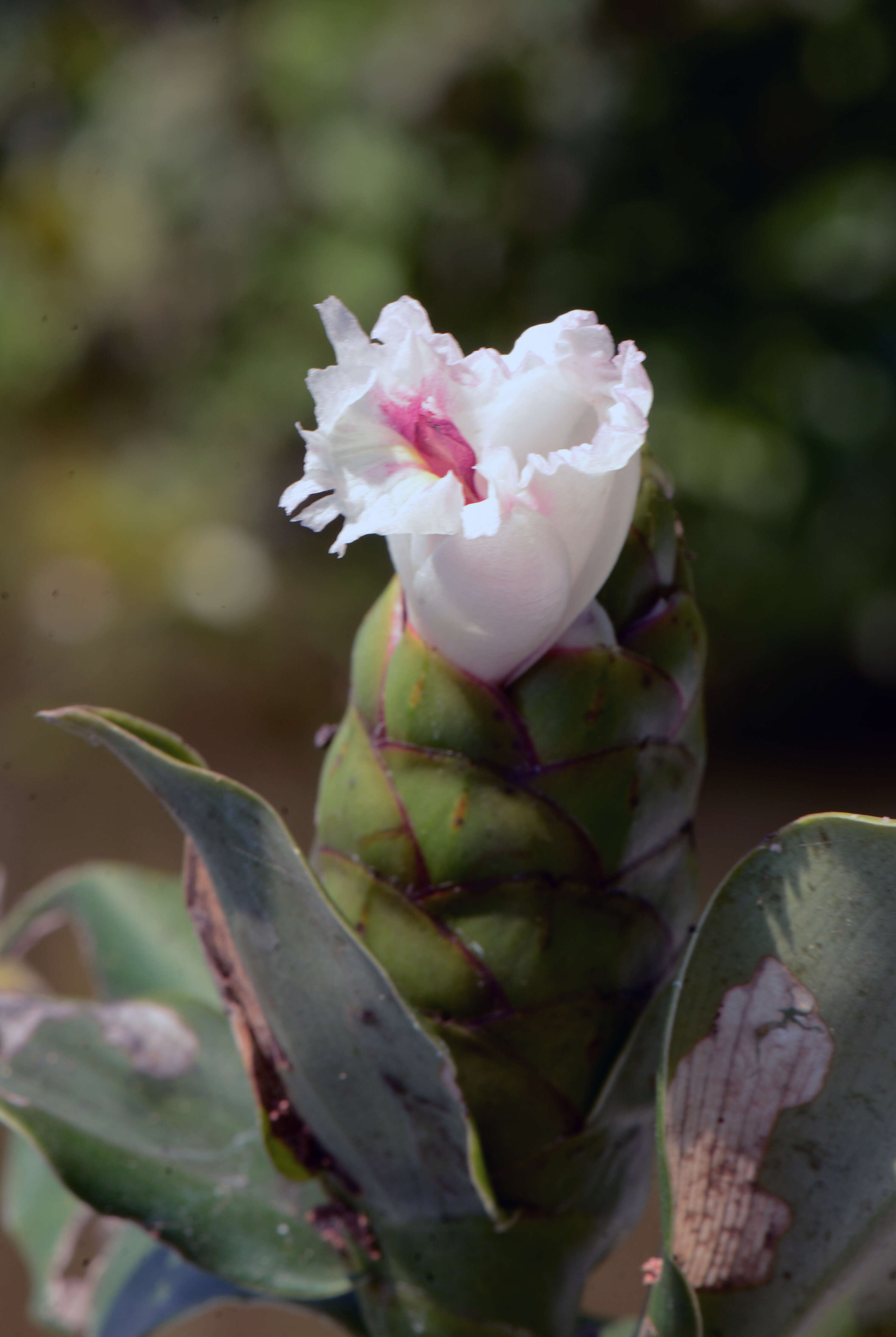 Image of Costus spiralis (Jacq.) Roscoe