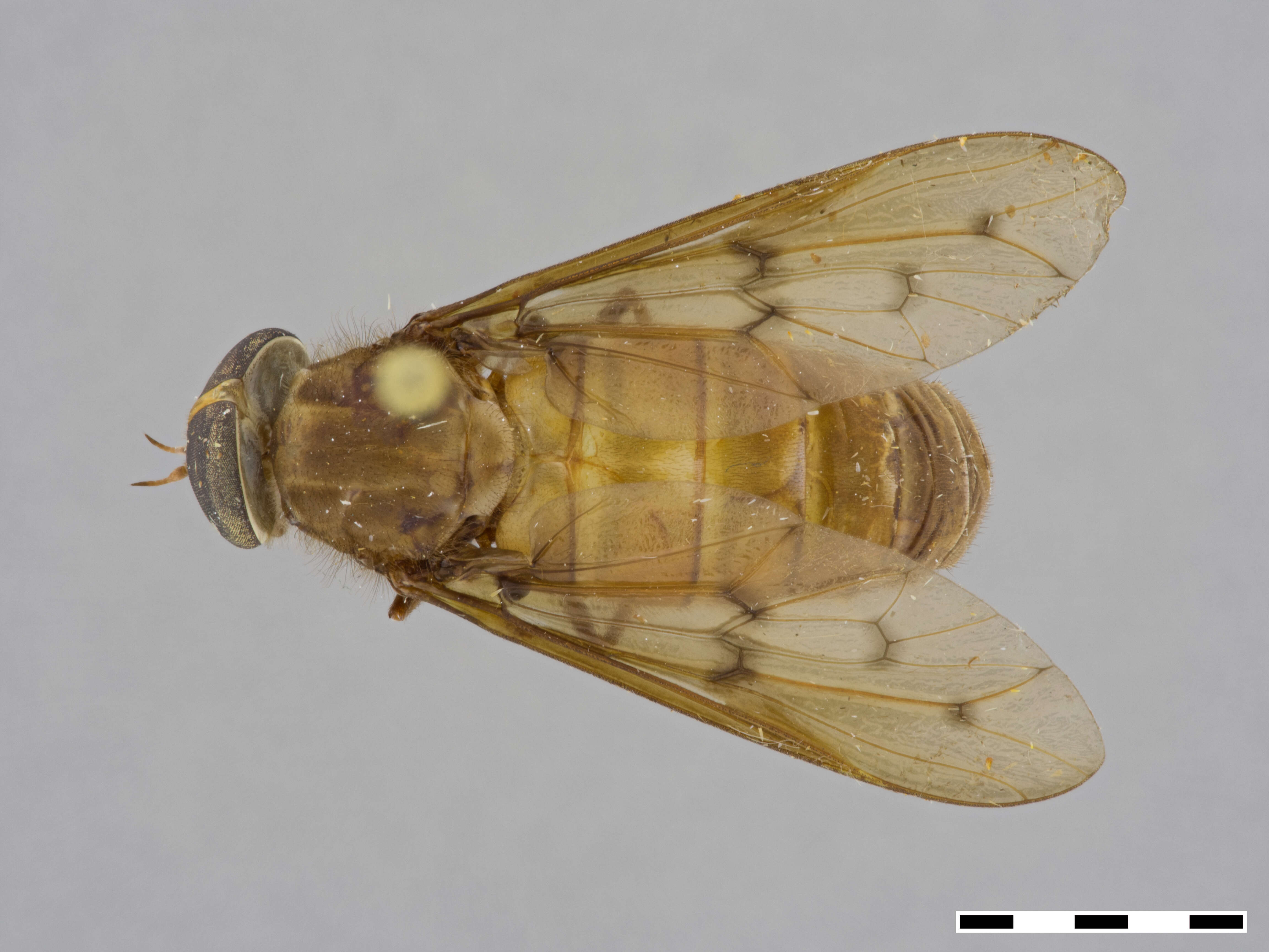 Image of Aegophagamyia chopardi (Surcouf 1913)