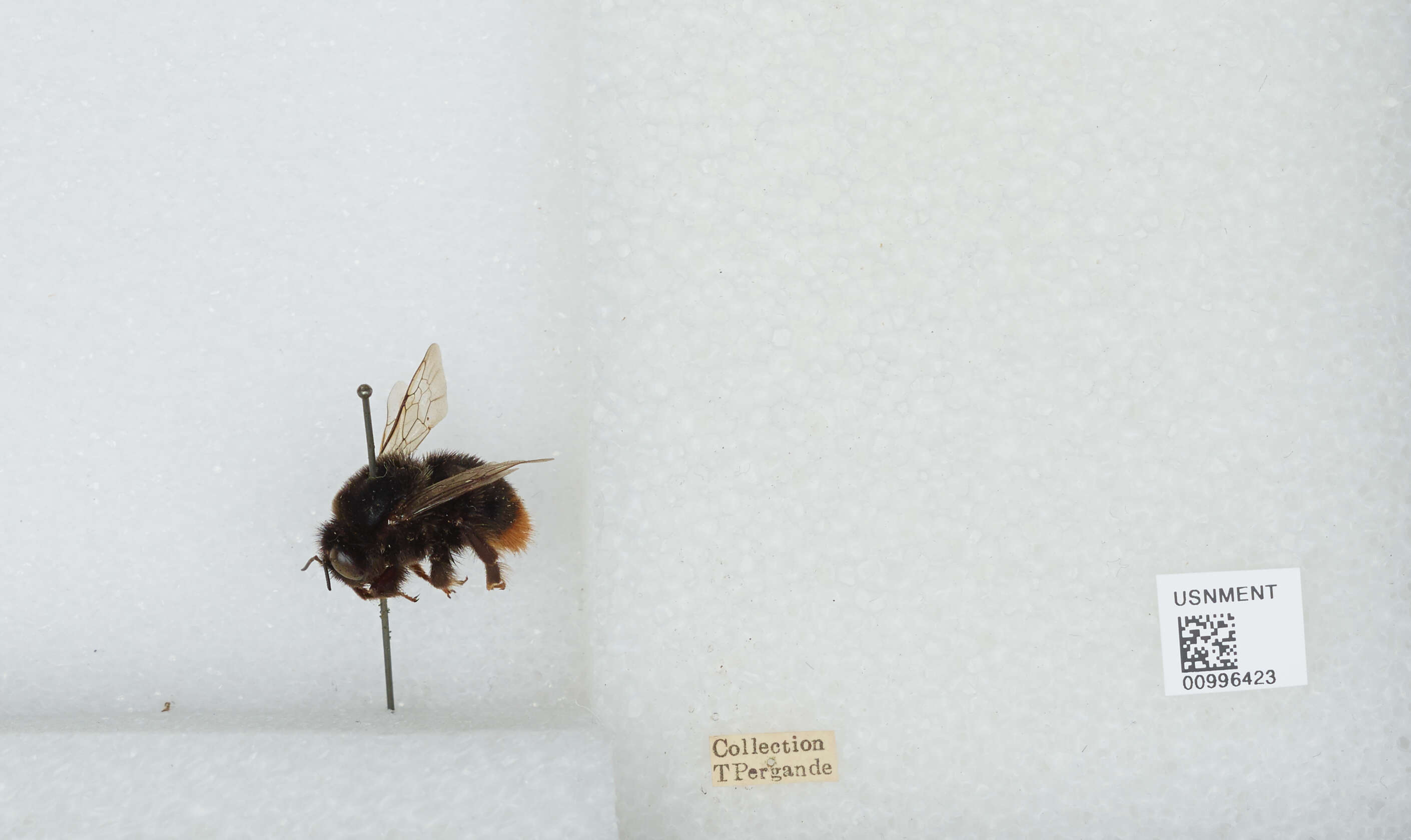 Слика од Bombus confusus Schenck 1861