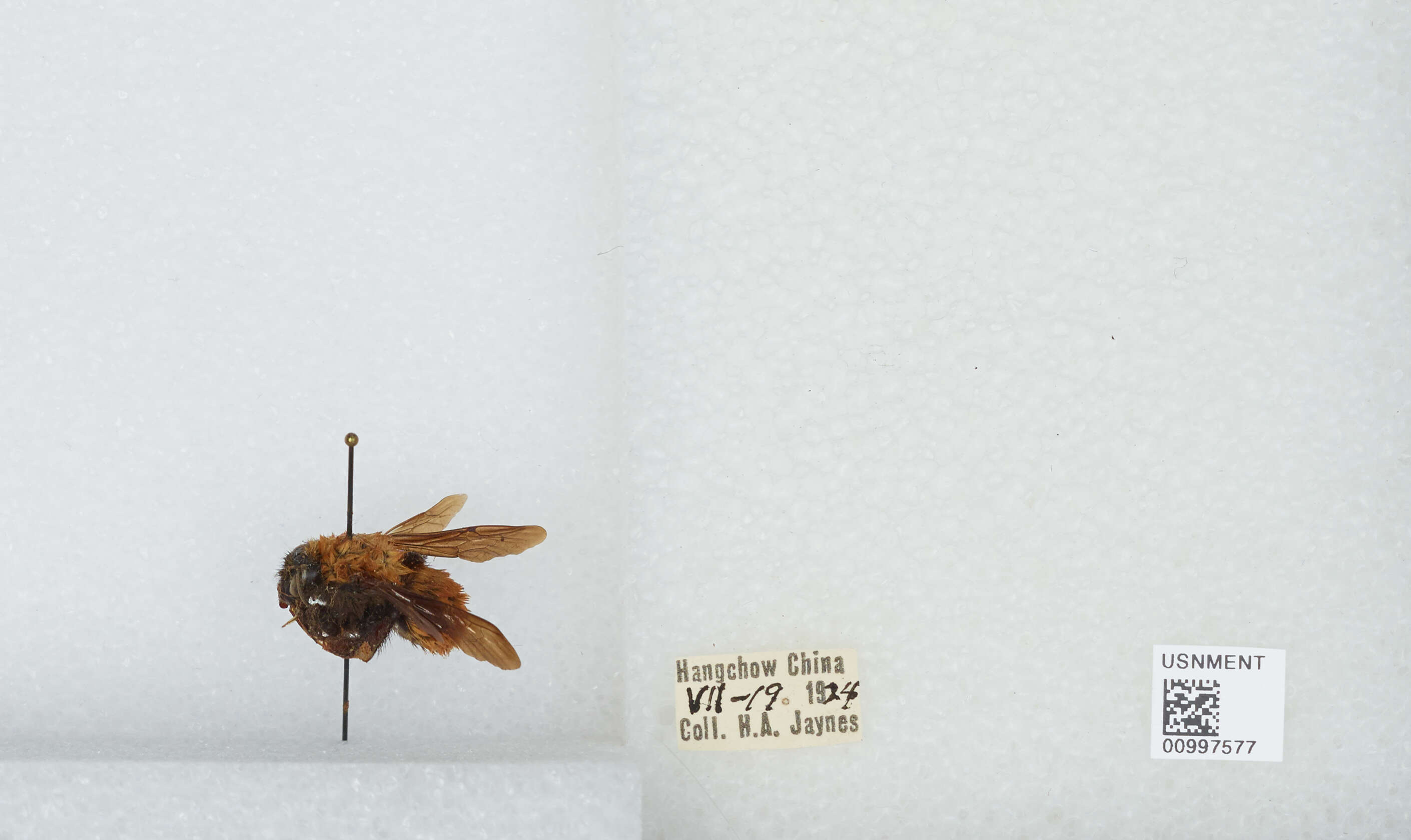 Image of Bombus atripes Smith 1852