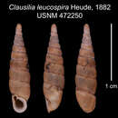 Image of <i>Clausilia leucospira</i> Heude