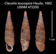 Image of <i>Clausilia leucospira</i> Heude