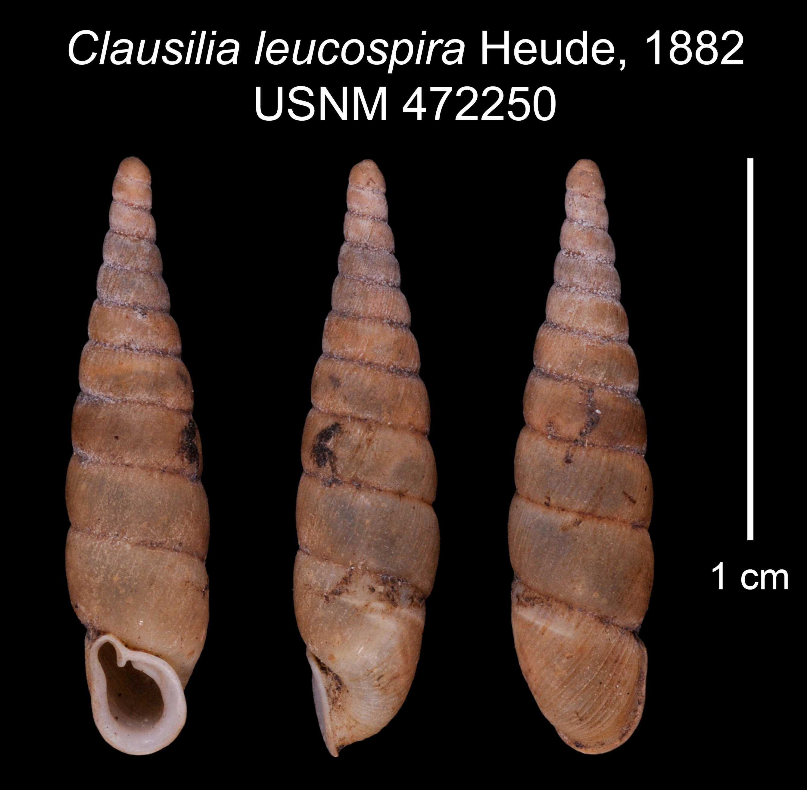 Image of <i>Clausilia leucospira</i> Heude