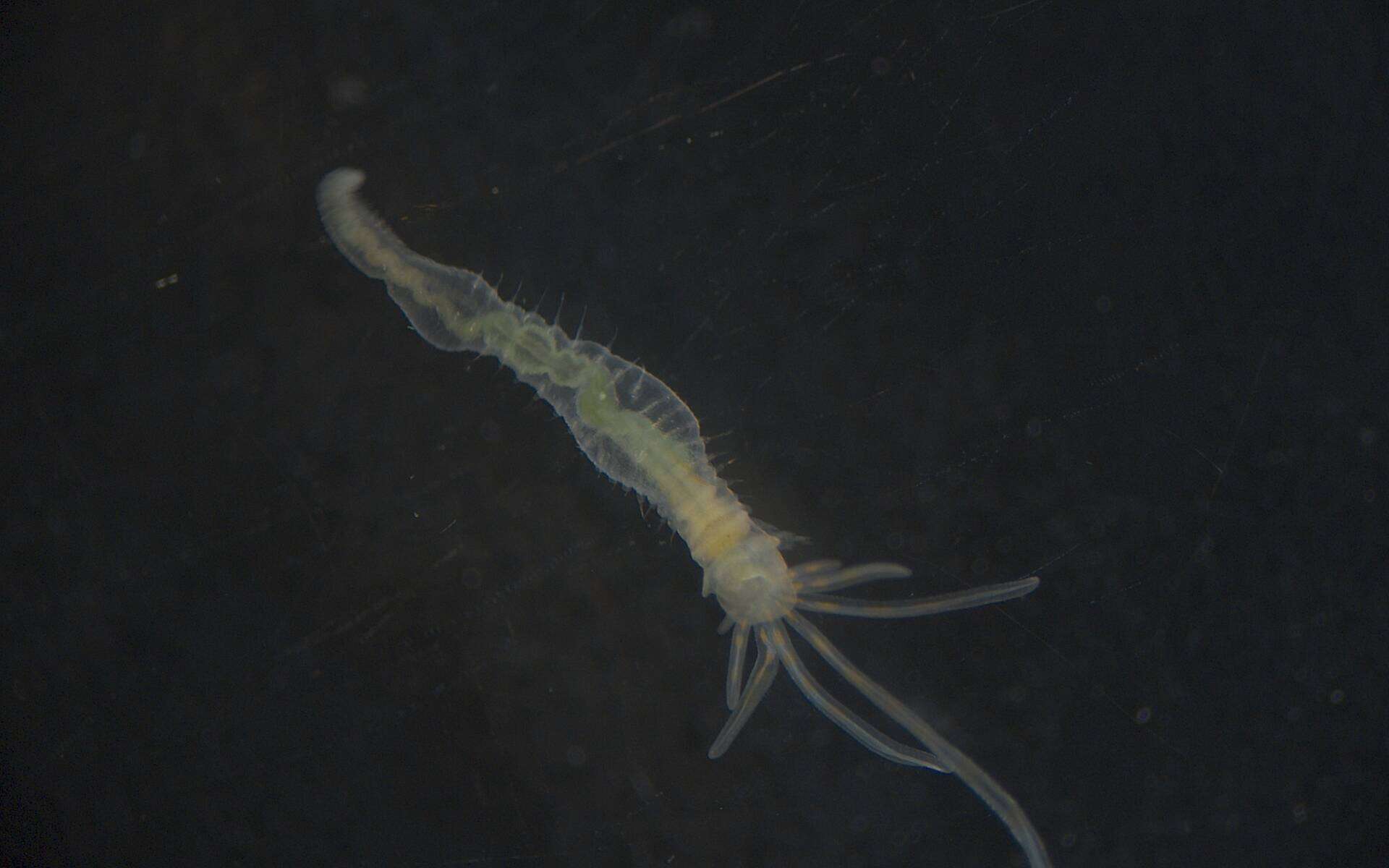 Image of Terebellidae