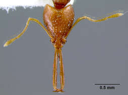 Image of Acanthognathus brevicornis Smith 1944