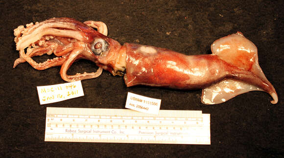 Image of Atlantic bird squid