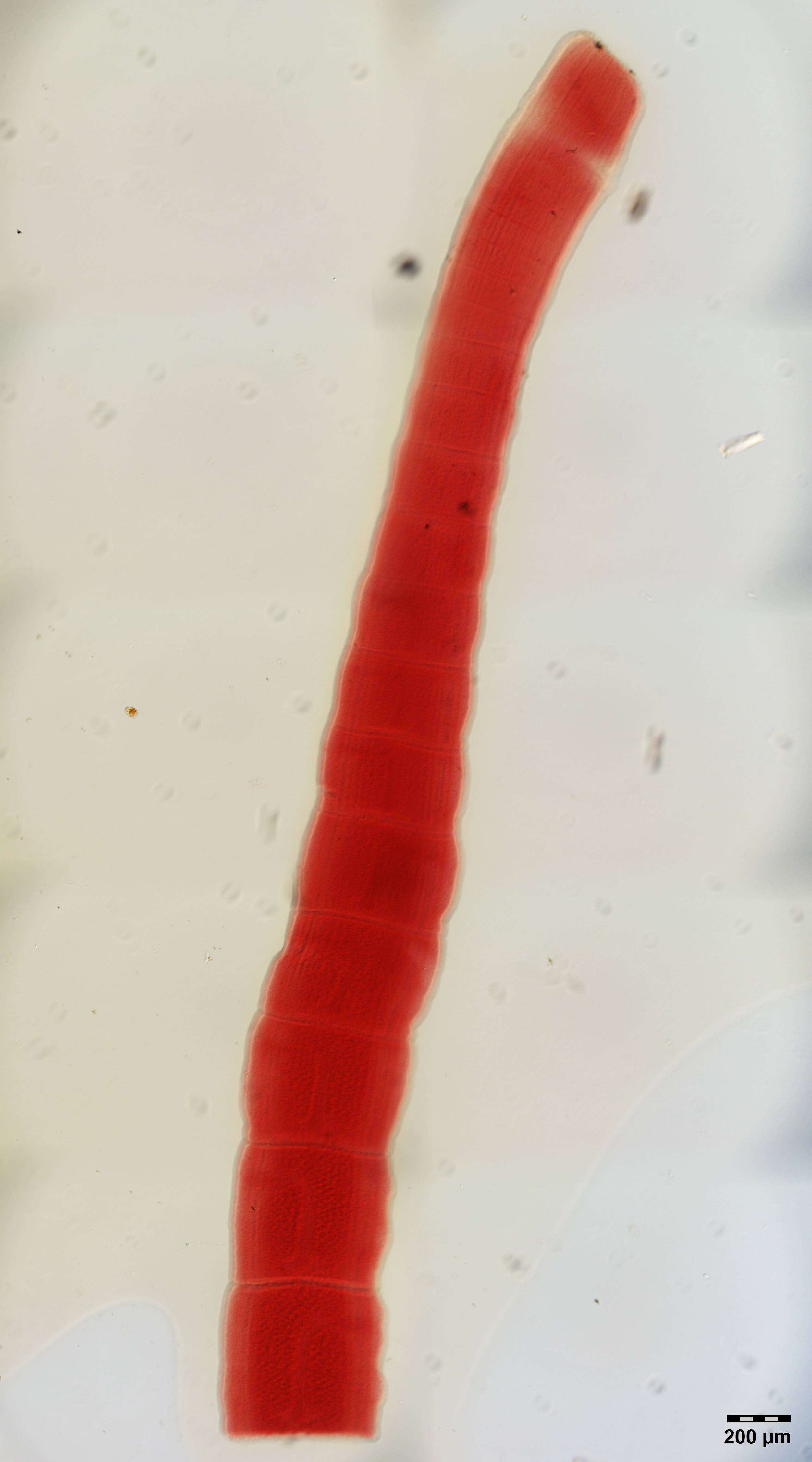Image of Gymnorhynchoidea