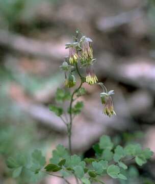 Image de Thalictrum fendleri Engelm. ex A. Gray