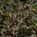 Image of Polygonum acuminatum