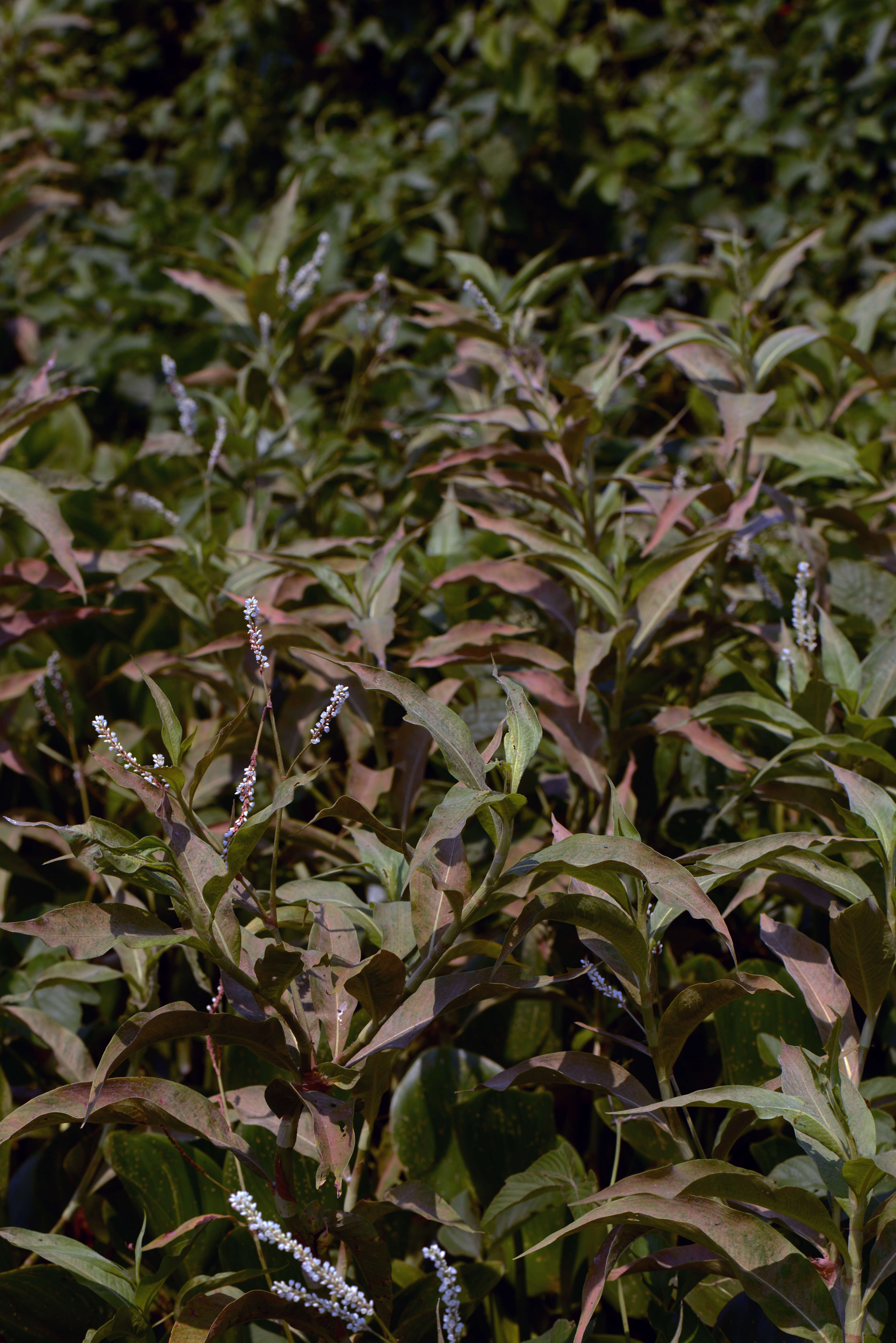 Polygonum acuminatum resmi