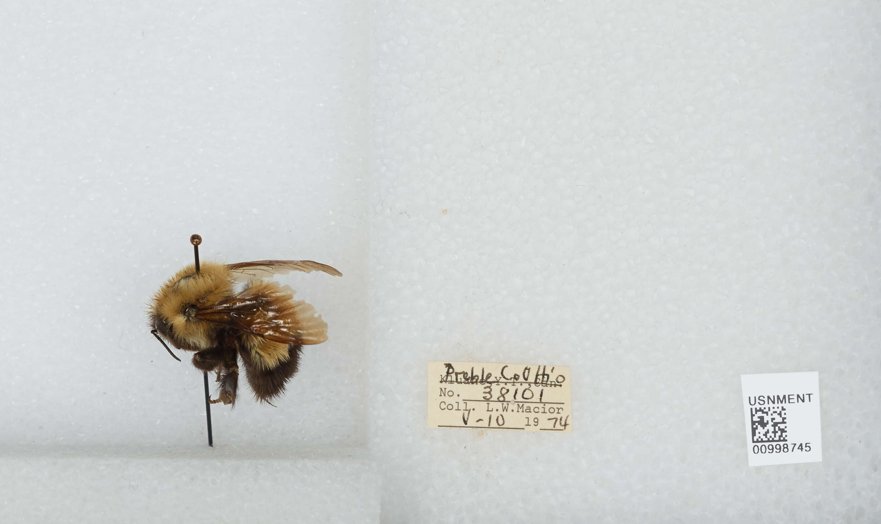 Слика од Bombus perplexus Cresson 1864