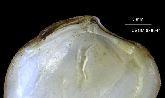 Sivun Lucinoma lamellata (E. A. Smith 1881) kuva