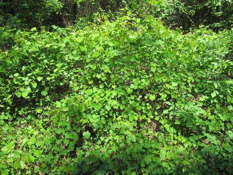 Image of Vitis rotundifolia var. rotundifolia