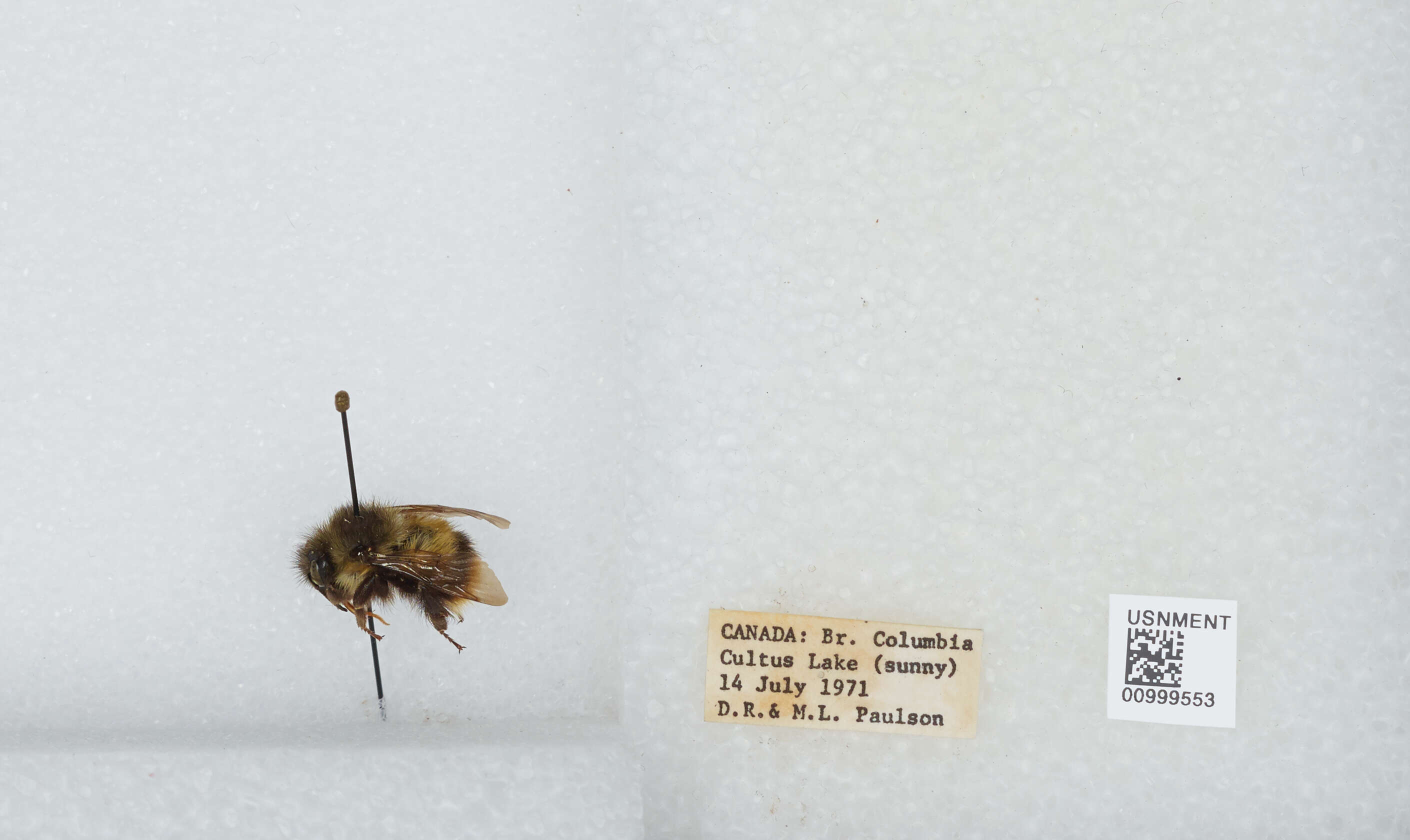 Слика од Bombus mixtus Cresson 1879