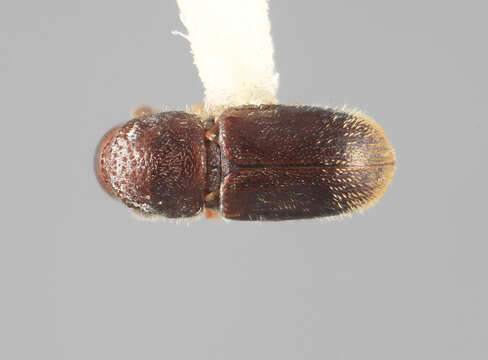 Imagem de Stegomerus mirandus Wood 1971