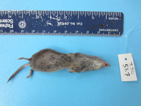 Image of Sorex cinereus cinereus Kerr 1792