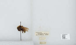 Image de Bombus insularis (Smith 1861)