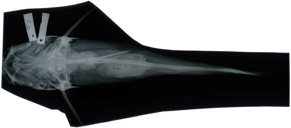 Image of Hexanematichthys sagor (Hamilton 1822)