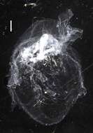Image of Lilyopsis fluoracantha Haddock, Dunn & Pugh 2005