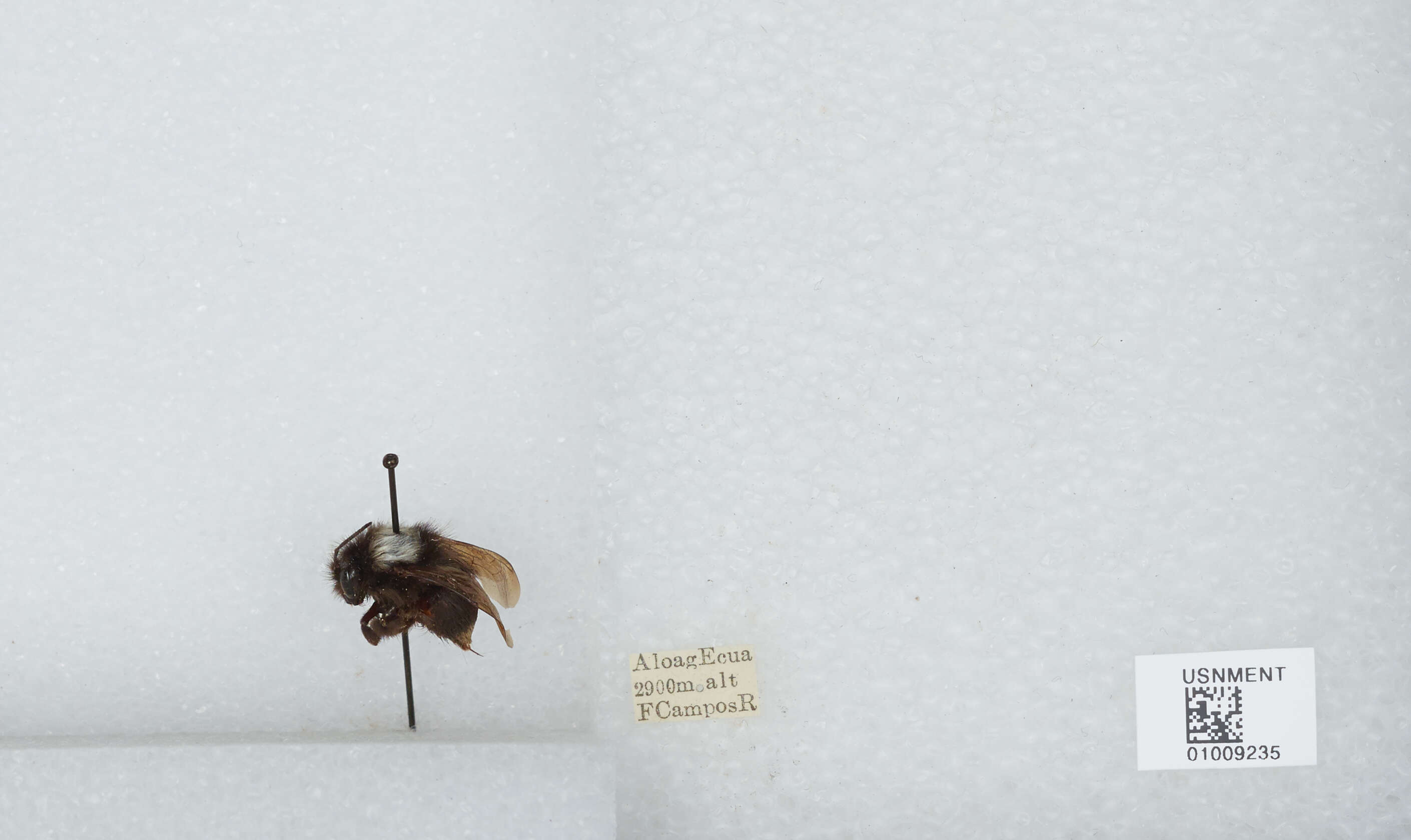 Image of Bombus funebris Smith 1854