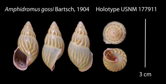 Image of <i>Amphidromus gossi</i> Bartsch