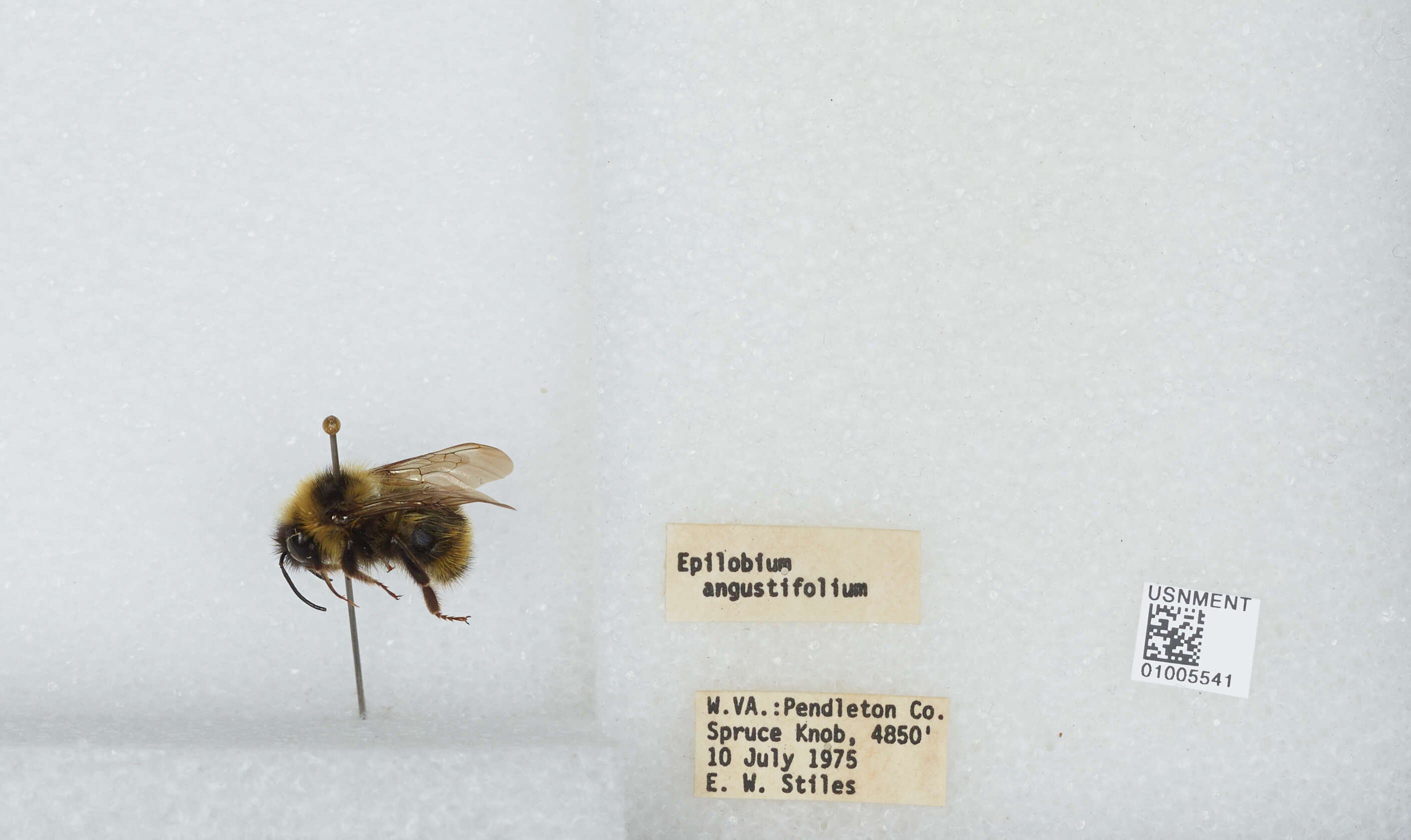 Image of Fernald's Cuckoo Bumble Bee